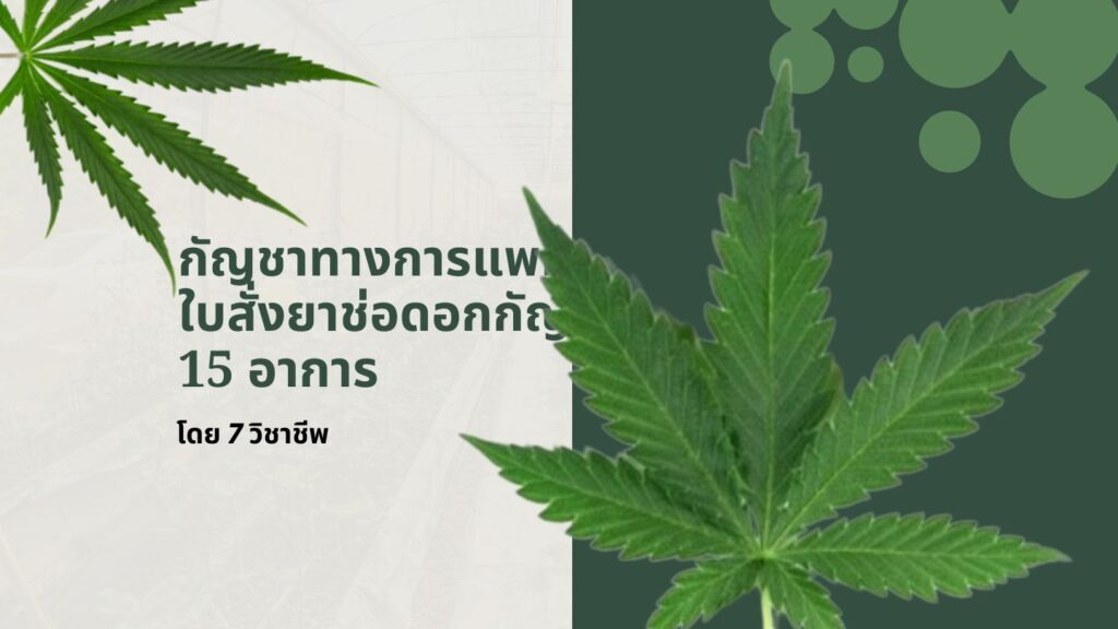 กัญชาทางการแพทย์: ใบสั่งยาช่อดอกกัญชา 15 อาการโดย 7 วิชาชีพ 1 กัญชาทางการแพทย์: ใบสั่งยาช่อดอกกัญชา 15 อาการโดย 7 วิชาชีพ